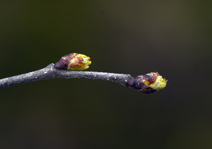 Herbiolys Laboratoire bourgeon frêne minceur